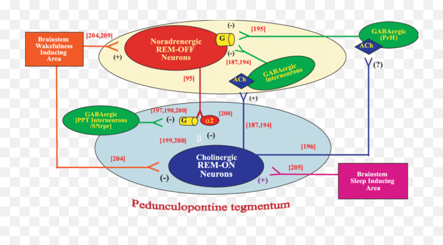 Fig Proposed Connections To And From Rem - On And Remoff Rem On And Off Neurons Png,Rem Png