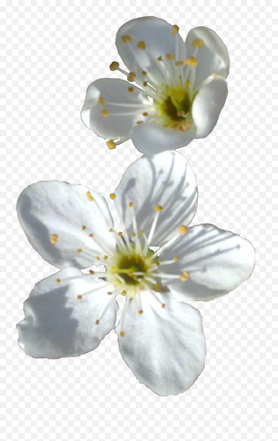 Spring Flower Png Transparent Image - Spring Flower Png,White Flower Transparent