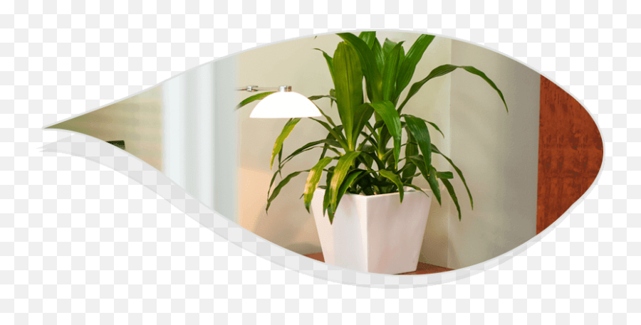Cautious Measures Before Going For - Flowerpot Png,Indoor Plant Png