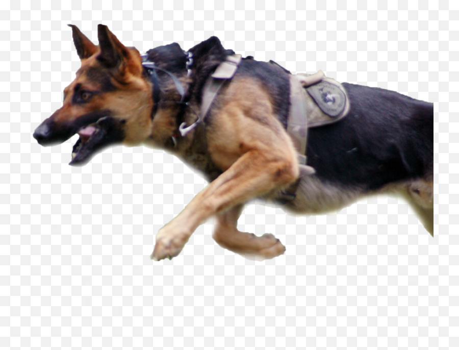 Police Dog Running Png - Police K9 Running,Dog Running Png
