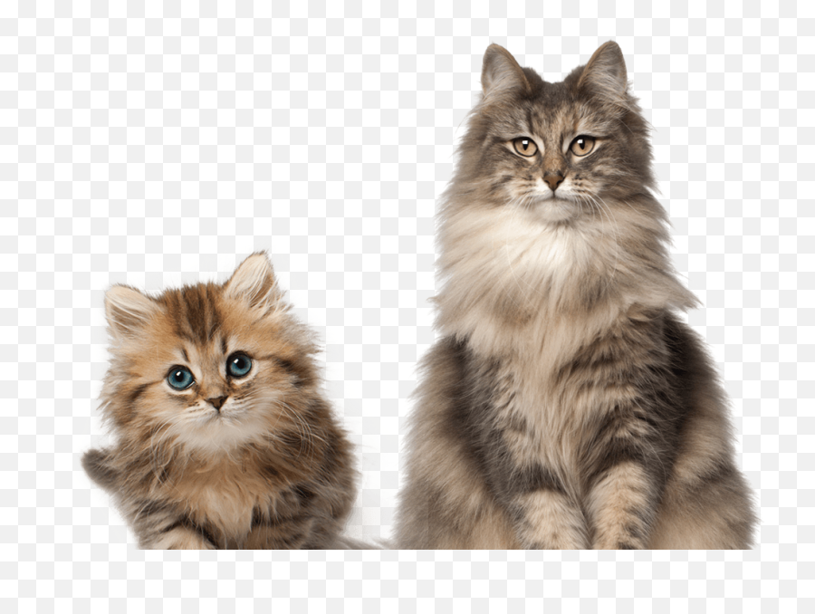 Cat Transparent Background - Kitty Cat Png,Kitten Transparent