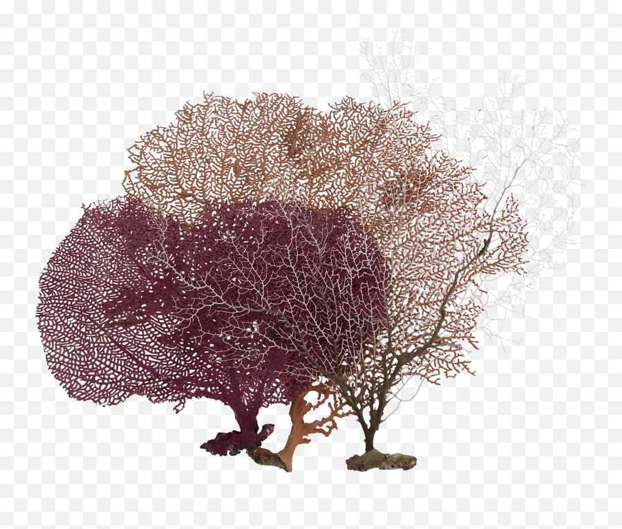 Ocean Coral Transparent Png Clipart - Tree,Coral Transparent