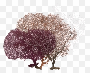 Ocean Coral Transparent Png Clipart - Tree