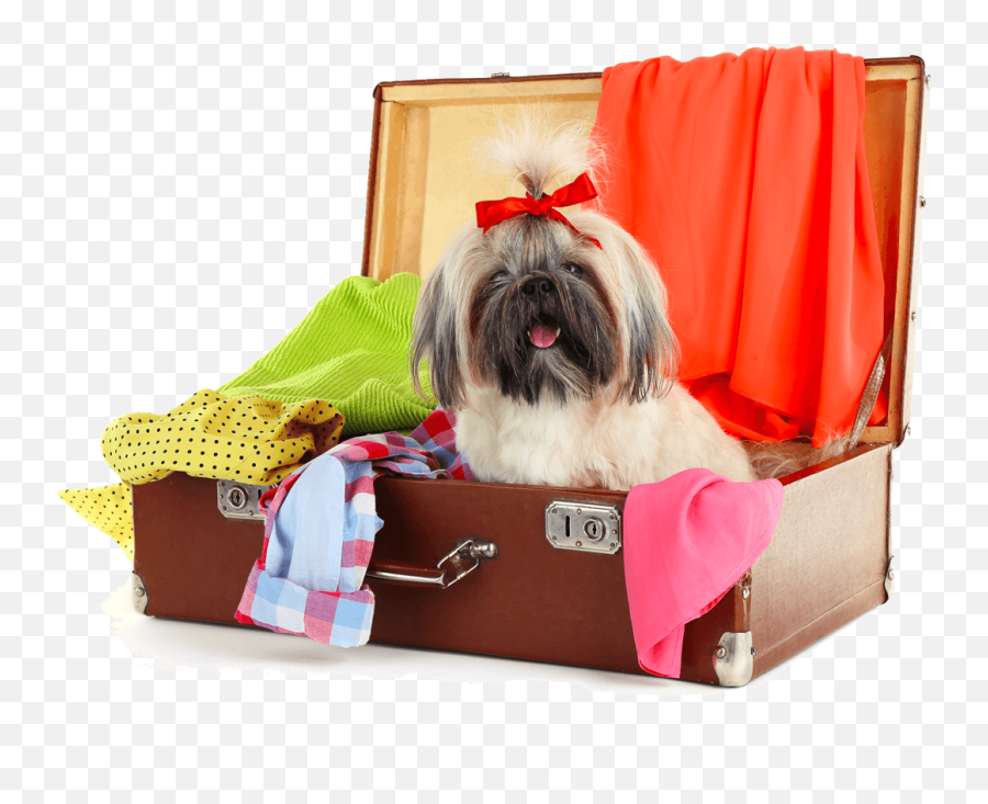 Shih - Tzuinsuitecase Lil Dog Ranch Dog Bed Png,Shih Tzu Png