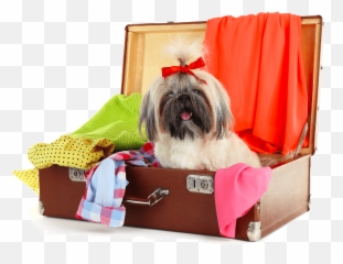 Shih - Tzuinsuitecase Lil Dog Ranch Dog Bed Png,Shih Tzu Png