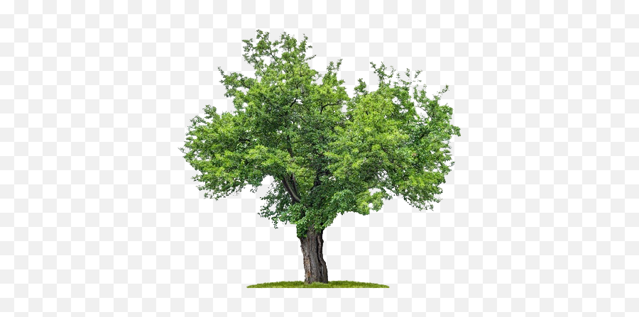 Download Png Plan Trees - Mulberry Tree Png,Tree Plan Png