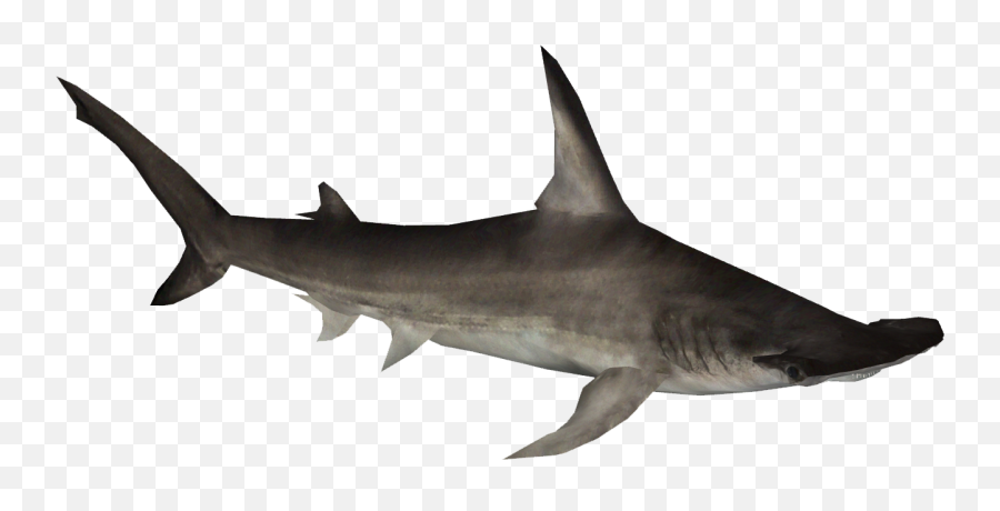 Hammerhead Shark Clipart - Hammer Head Shark Png Transparent Hammerhead Shark Png,Shark Png