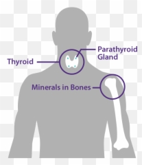 Secondary Hyperparathyroidism Hpt Treatment For Patients - For Adult png