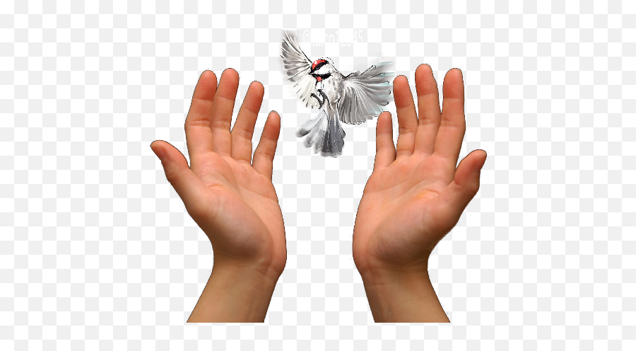 Praying Hands Prayer Love - Others Png Download 640425 Prayer Hands Images Png,Hands Transparent Background
