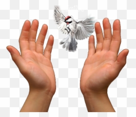 Praying Hands Prayer Love - others png download 640425 Images Png