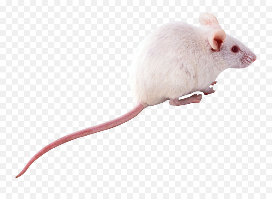 Rat Mouse Png Icon Web Icons - Mouse Animal,Mouse Png