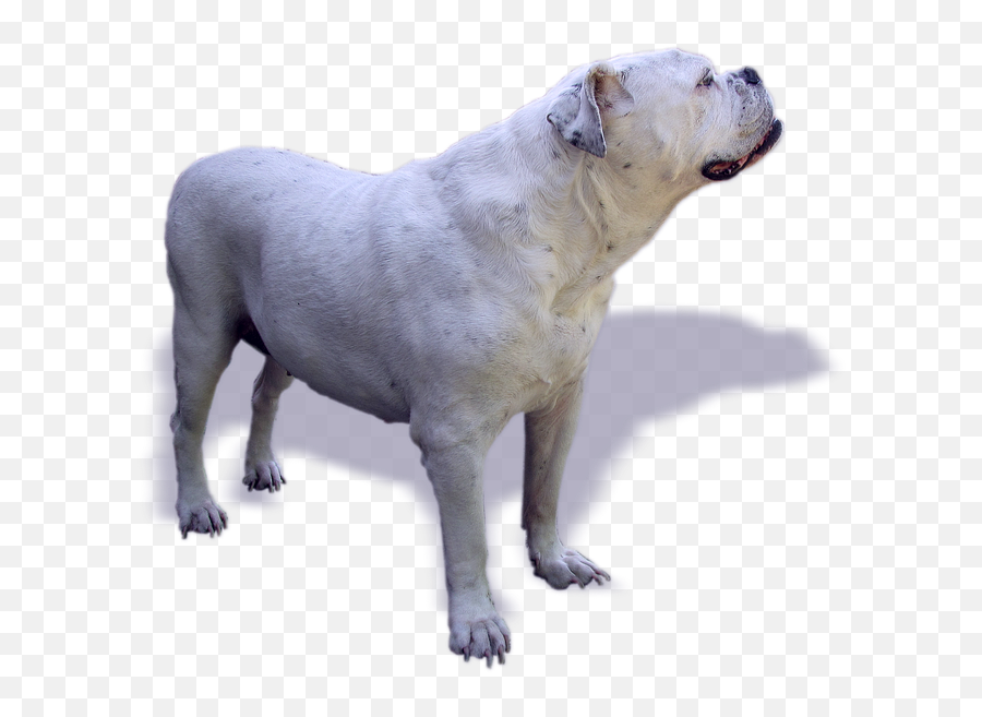 Dog Bulldog Oldebulldog Old - Free Image On Pixabay Old English Bulldog Png,Bulldog Transparent Background
