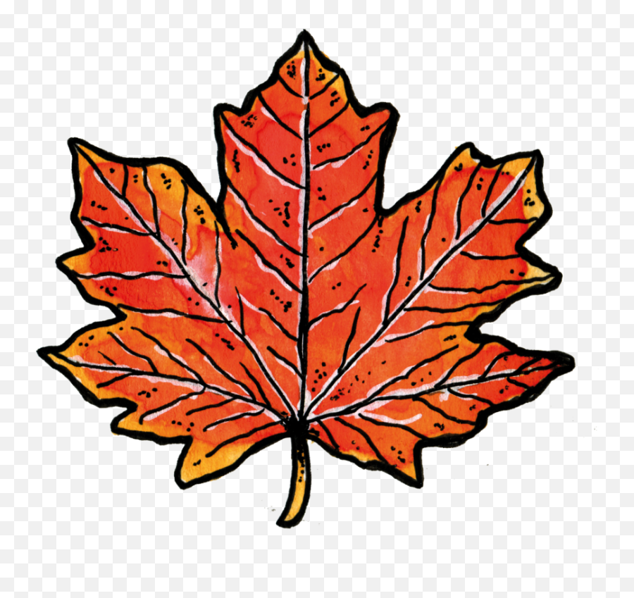 Toronto U2014 The Barista League - Maple Leaf Png,Japanese Maple Png