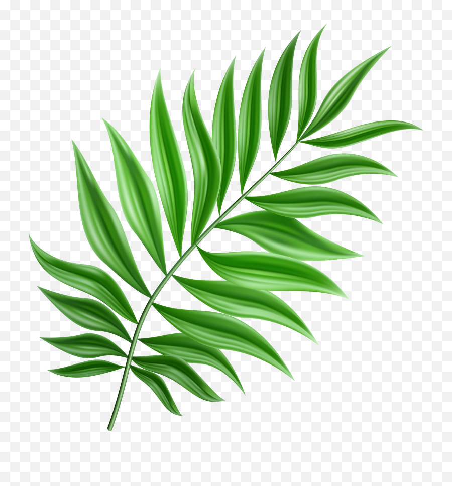 Palm Leaf Png Clipart Transparent - Palm Leaf Clip Art,Palm Png