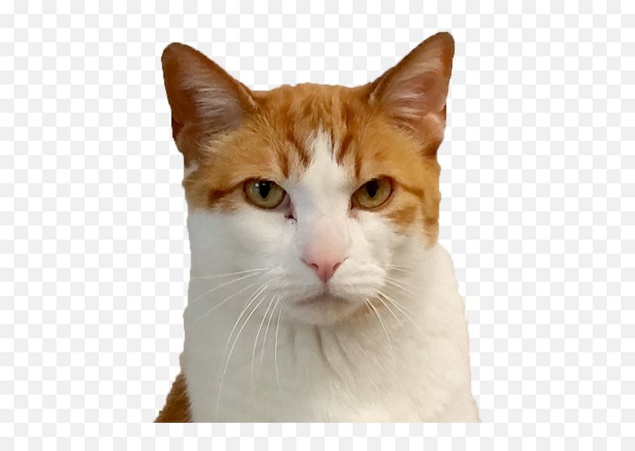Download Cat Face Png Image With No - Domestic Cat,Cat Face Transparent Background
