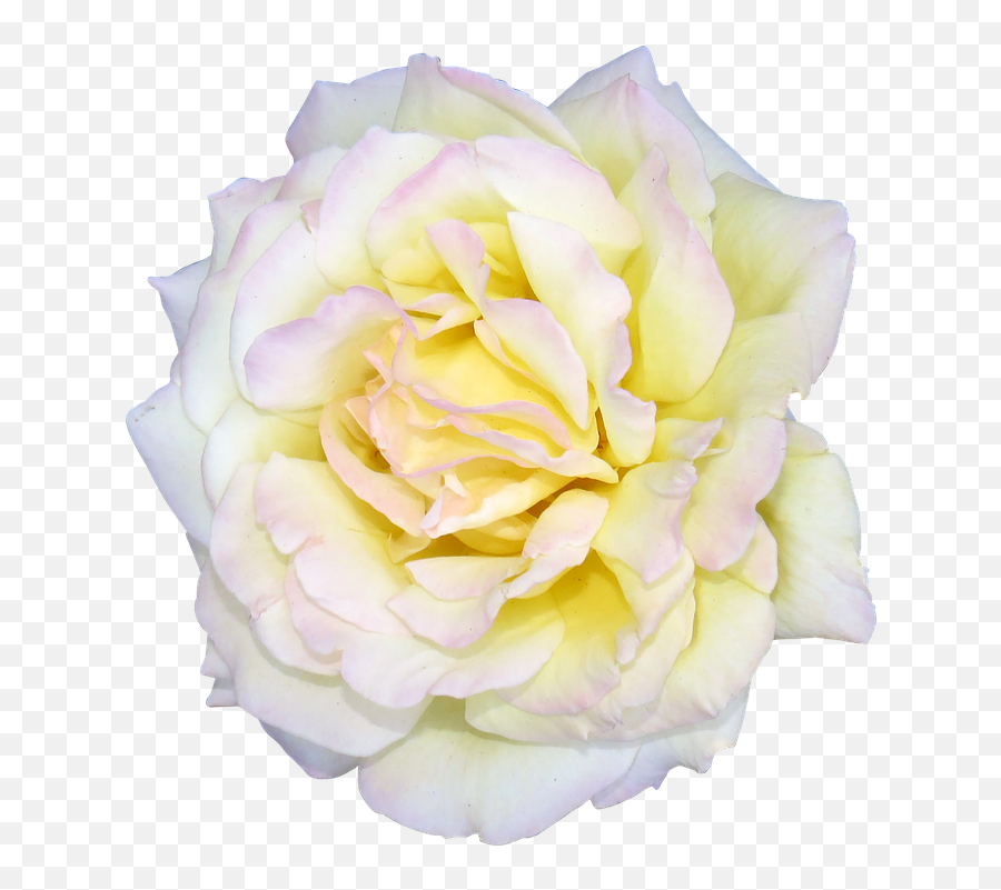 White Rose Bush Png - Flower Rose White Valentine Floral Rose,Rose Bush Png