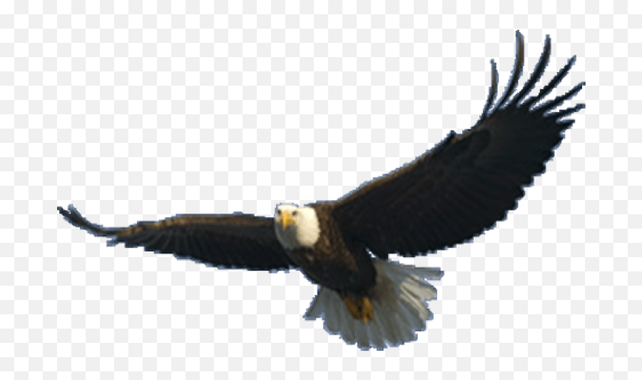 Eagle Png Image - Eagle Flying Transparent Background,Bald Eagle Png