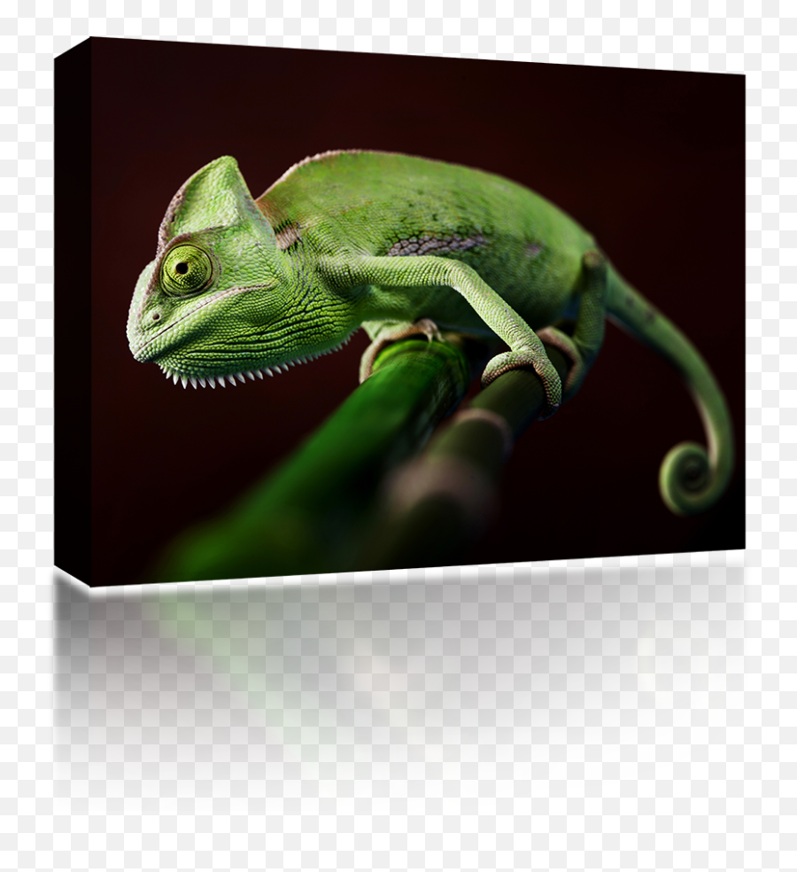 Download Veiled Chameleon - Chameleon Png,Chameleon Png