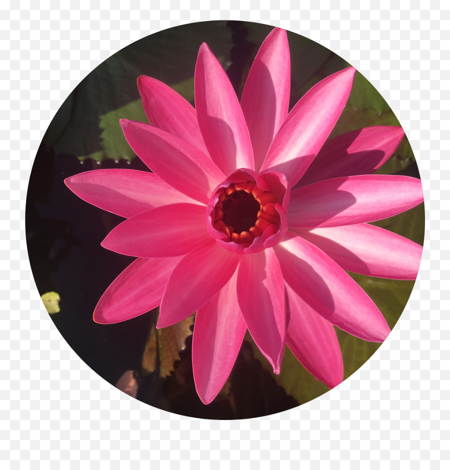 Red Flare Annual Water Lily - Water Lily Png,Red Flare Png