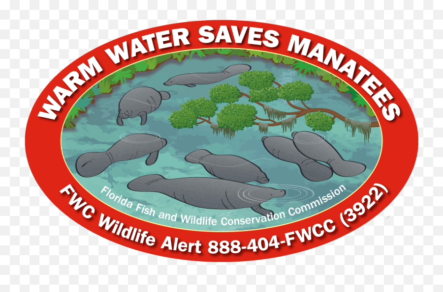 Fwc Manatee And Sea Turtle Conservation Decals Now Available - Manatee Png,Manatee Png