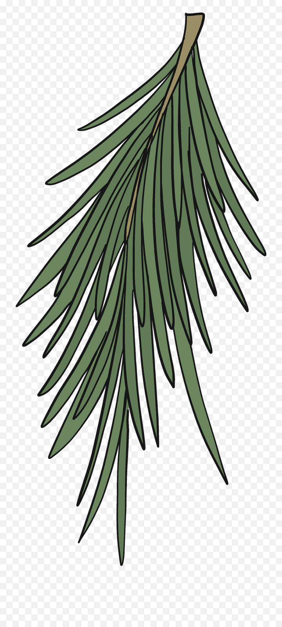 Evergreen Tree Branch Clipart Free Download Transparent - Pond Pine Png,Evergreen Trees Png