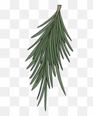 Evergreen Tree Branch Clipart Free Download Transparent - Pond Pine png