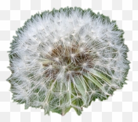White Dandelion Transparent File - png