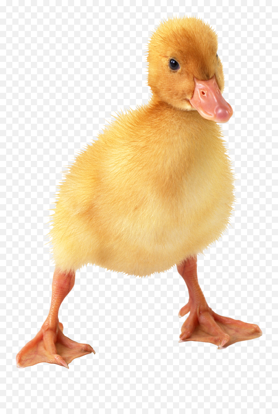 Duck Png Images - Duckling Png,Ducks Png