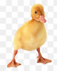Duck Png Images - Duckling Png,Ducks Png
