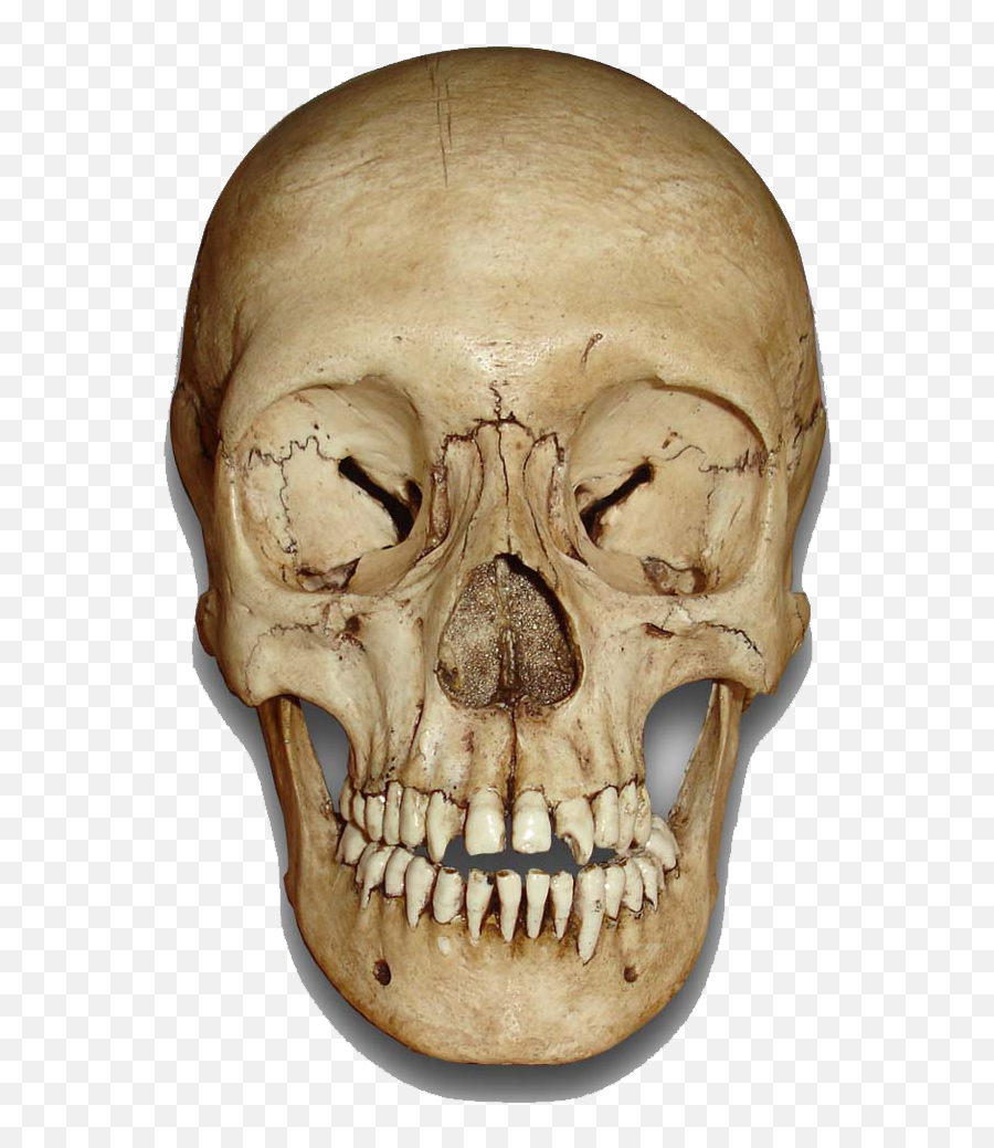 Skull Png Transparent - Skull Front Png,Skeleton Png Transparent