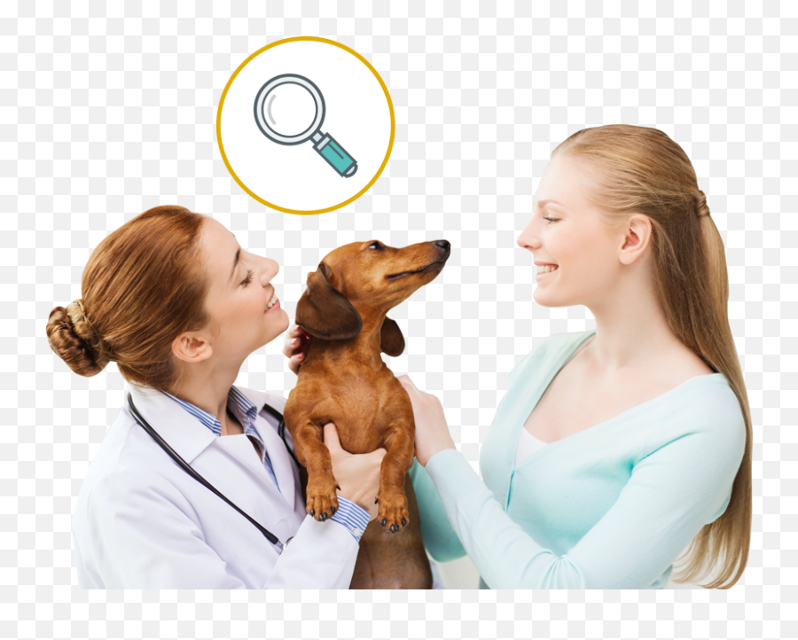 Specialists In Pet Skin Ear Problems Virtual Veterinary - Vet And Patient Png,Dog Ears Png