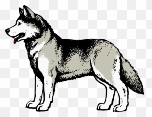 Husky Mascot Png U0026 Free Mascotpng Transparent Images - University Of Washington