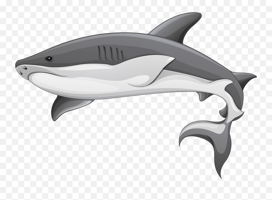 Gray Shark Png U0026 Free Sharkpng Transparent Images - Sharks Clipart Png,Shark Transparent