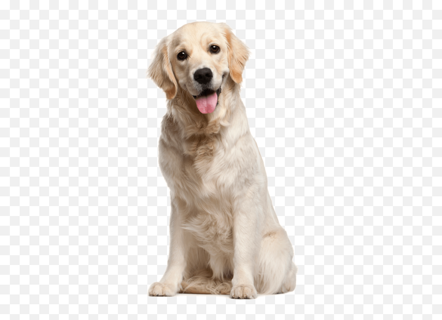 Dog Free Png Transparent Image And Clipart - Golden Retriever 10 Months,Dogs Transparent Background