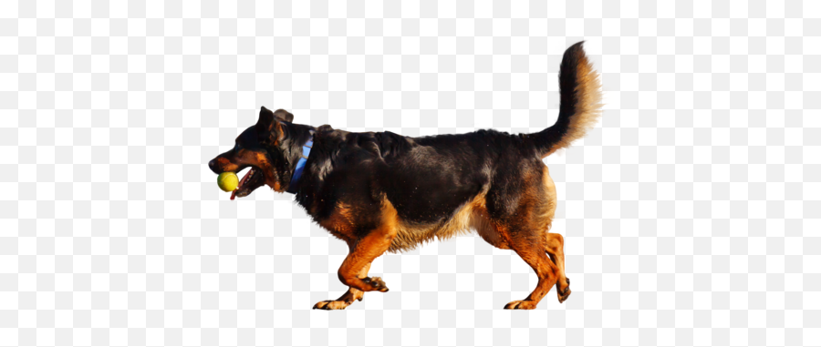 Download People Png 11 - Dog Playing With Ball Png,Dog Running Png