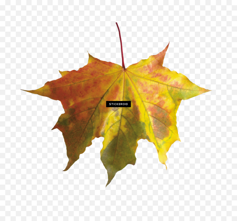 Red Autumn Leaf Leaves - Fall Leaf Without Background Png,Leaf Transparent Background