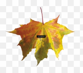 Red Autumn Leaf Leaves - Fall Without Background png