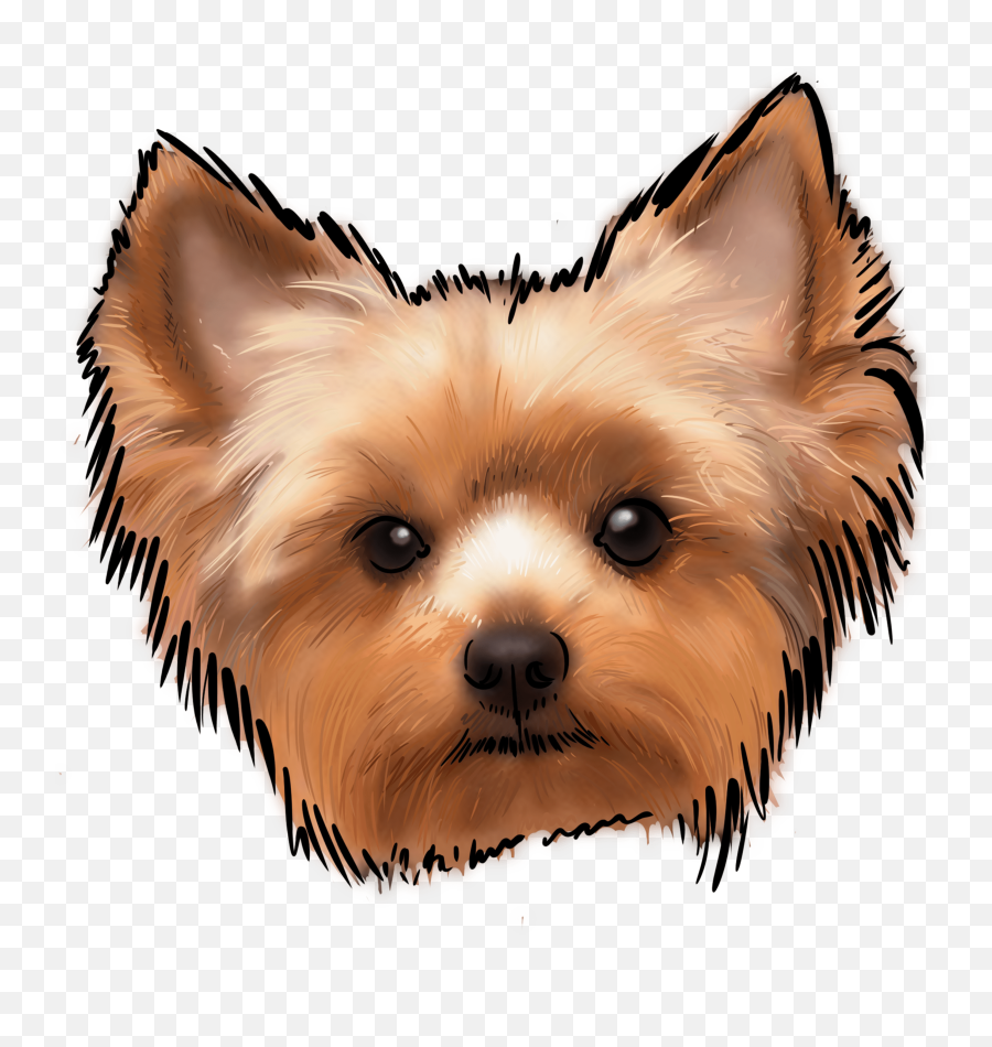 The Yorkshire Terrier Or Yorkie - Easy Yorkie Dog Drawing Png,Yorkie Png