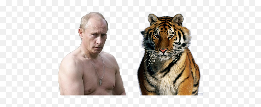 On How To Change Peoples Behavior - Siberian Tiger Png,Putin Png
