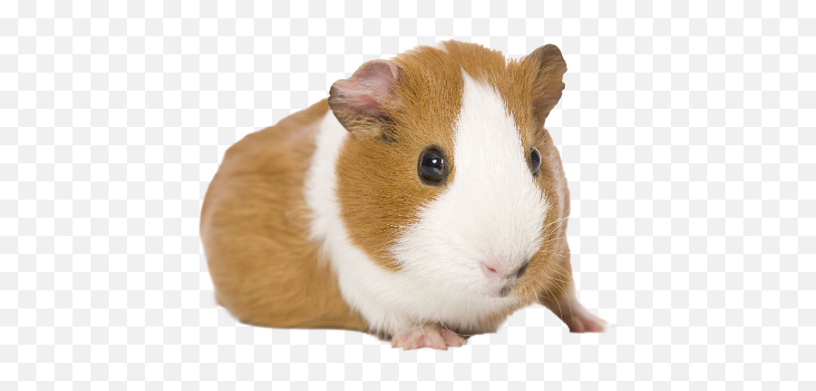 Guinea Pigs - Hay Ball For Guinea Pig Png,Guinea Pig Png
