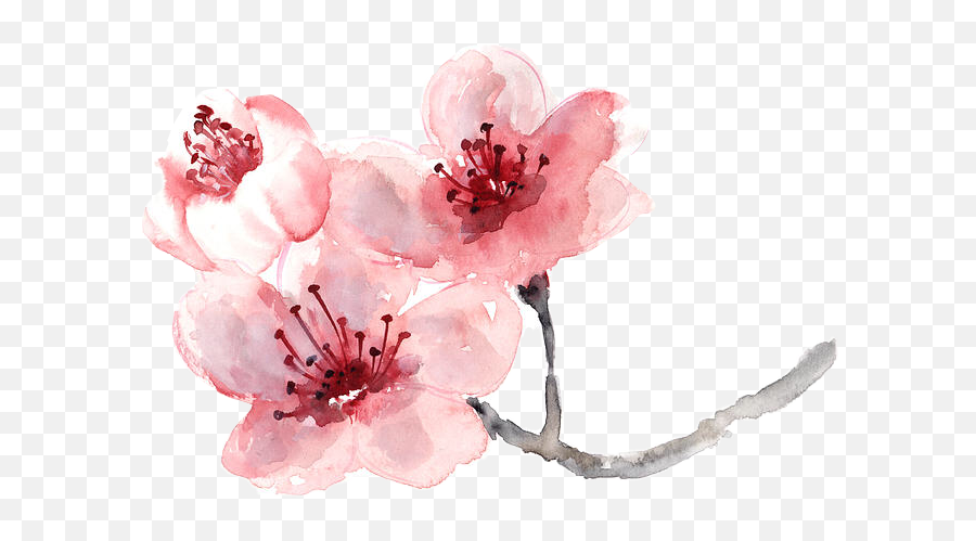 Cherry Blossom Flower Painting - Flower Cherry Blossom Png,Cherry Blossom Flower Png