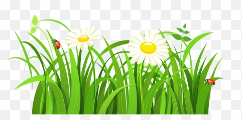 Download Hd Lady Bugs Png Clipart - Green Grass Vector