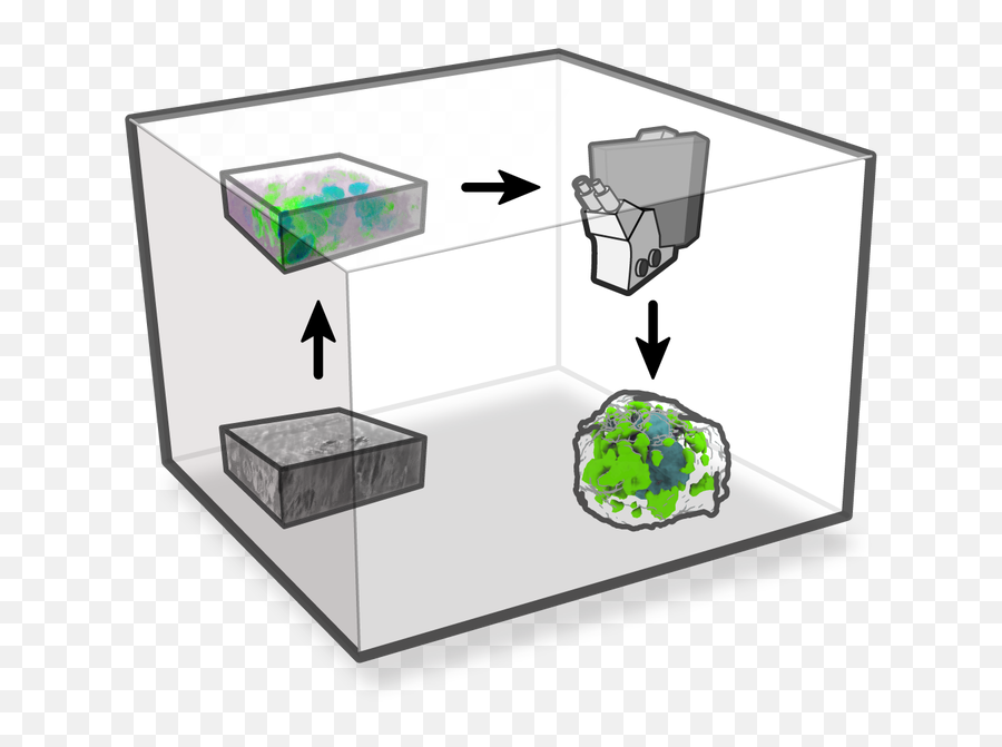 What We Do - Allen Cell Explorer Vertical Png,Elements 4d Icon