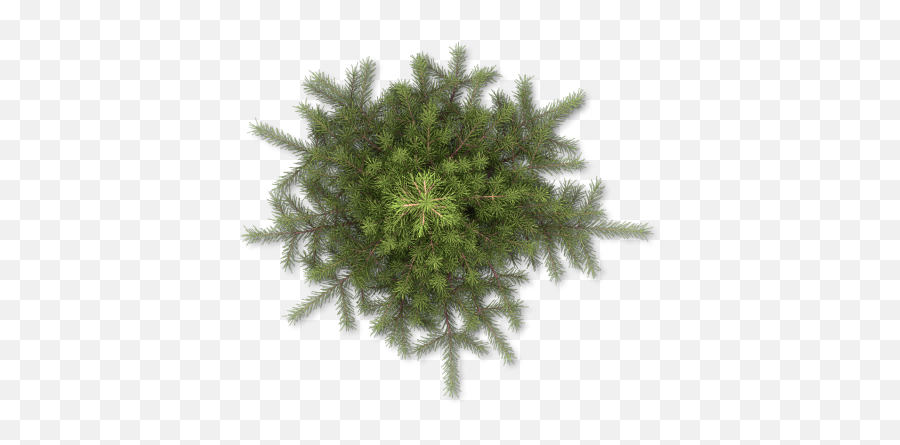 Pencil Pine Plan View Png Tree