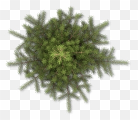 Pencil Pine Plan View Png