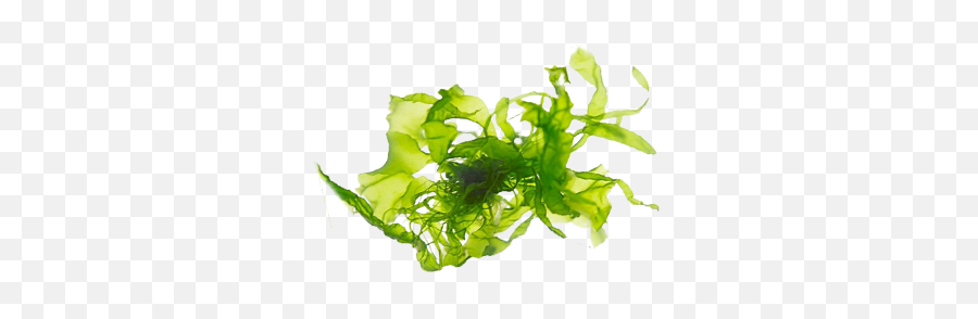 Algae Png 2 Image - Algae Extract,Algae Png