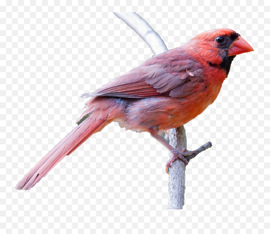 Northern Cardinal Transparent Cartoon - Jingfm Northern Cardinal Transparent Png,Cardinal Png