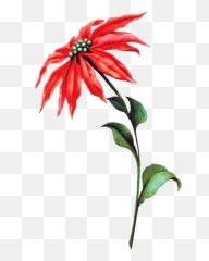 50 Cliparts 6 White Poinsettia Clipart 4570bookinfo - Clip Art Png,Poinsettia Png