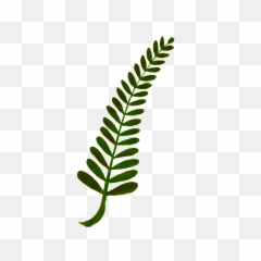 Flower Vine Clipart - Green Border Transparent Design Page Png
