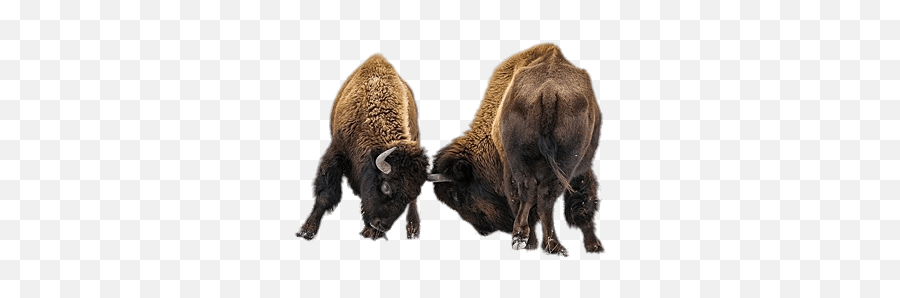 Bison Transparent Png Images - Bisons Transparent Background,Bison Png